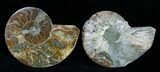 / Inch Polished Ammonite (Pair) #1977-1